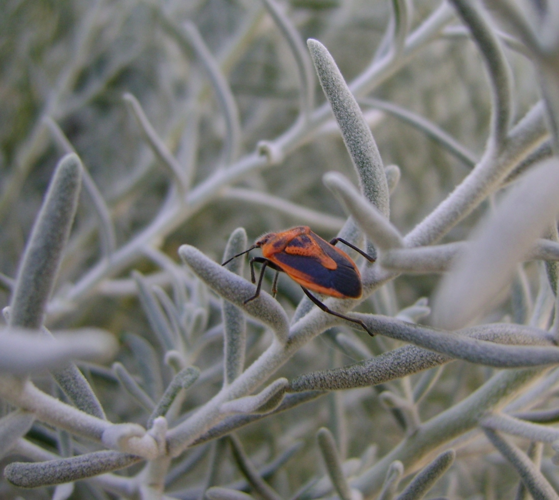 orange bug
